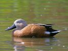 Red Shoveler (WWT Slimbridge 04/09/13) ©Nigel Key