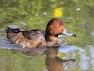 Redhead (WWT Slimbridge 04/09/13) ©Nigel Key