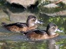 Ring-Necked Duck (WWT Slimbridge 04/09/13) ©Nigel Key