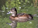 Ring-Necked Duck (WWT Slimbridge September 2013) - pic by Nigel Key