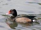 Rosybill (WWT Slimbridge September 2013) - pic by Nigel Key