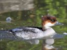 Smew (WWT Slimbridge 04/09/13) ©Nigel Key