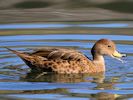 South Georgian Pintail (WWT Slimbridge 04/09/13) ©Nigel Key