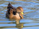 South Georgian Pintail (WWT Slimbridge 04/09/13) ©Nigel Key