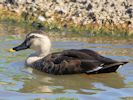 Chinese Spot-Billed Duck (WWT Slimbridge September 2013) - pic by Nigel Key