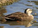 Chinese Spot-Billed Duck (WWT Slimbridge September 2013) - pic by Nigel Key