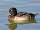 Tufted Duck (WWT Slimbridge 04/09/13) ©Nigel Key