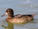 Tufted Duck (WWT Slimbridge 04/09/13) ©Nigel Key