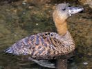 White-Backed Duck (WWT Slimbridge 04/09/13) ©Nigel Key