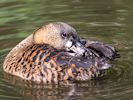 White-Backed Duck (WWT Slimbridge 04/09/13) ©Nigel Key