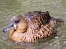 White-Backed Duck (WWT Slimbridge 04/09/13) ©Nigel Key