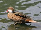 White-Cheeked Pintail (WWT Slimbridge September 2013) - pic by Nigel Key