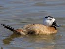 White-Headed Duck (WWT Slimbridge September 2013) - pic by Nigel Key