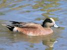 American Wigeon (WWT Slimbridge 06/04/13) ©Nigel Key