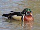 American Wood Duck (WWT Slimbridge 06/04/13) ©Nigel Key