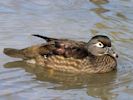 American Wood Duck (WWT Slimbridge 06/04/13) ©Nigel Key