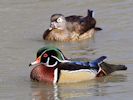 American Wood Duck (WWT Slimbridge 06/04/13) ©Nigel Key