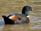 Australian Shelduck (WWT Slimbridge 06/04/13) ©Nigel Key