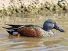 Australian Shoveler (WWT Slimbridge 06/04/13) ©Nigel Key