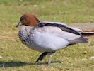 Australian Wood Duck (WWT Slimbridge 06/04/13) ©Nigel Key