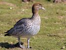 Australian Wood Duck (WWT Slimbridge 06/04/13) ©Nigel Key