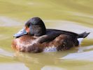 Baer's Pochard (WWT Slimbridge 06/04/13) ©Nigel Key