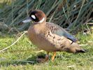 Bronze-Winged Duck (WWT Slimbridge 06/04/13) ©Nigel Key