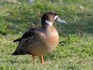 Bronze-Winged Duck (WWT Slimbridge 06/04/13) ©Nigel Key