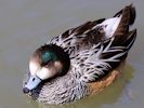 Chiloe Wigeon (WWT Slimbridge 06/04/13) ©Nigel Key