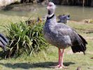 Crested Screamer (WWT Slimbridge 06/04/13) ©Nigel Key