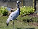 Demoiselle Crane (WWT Slimbridge 06/04/13) ©Nigel Key