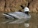 Emperor Goose (WWT Slimbridge 06/04/13) ©Nigel Key