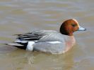 Eurasian Wigeon (WWT Slimbridge 06/04/13) ©Nigel Key