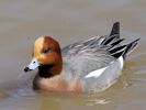 Eurasian Wigeon (WWT Slimbridge 06/04/13) ©Nigel Key