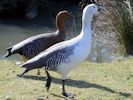 Magellan Goose (WWT Slimbridge 06/04/13) ©Nigel Key