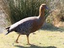 Magellan Goose (WWT Slimbridge 06/04/13) ©Nigel Key