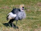 Grey-Crowned Crane (WWT Slimbridge 06/04/13) ©Nigel Key