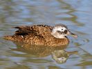 Laysan Duck (WWT Slimbridge 06/04/13) ©Nigel Key