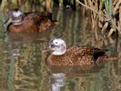 Laysan Duck (WWT Slimbridge 06/04/13) ©Nigel Key