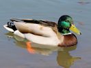 Mallard (WWT Slimbridge 06/04/13) ©Nigel Key