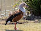 Orinoco Goose (WWT Slimbridge 06/04/13) ©Nigel Key