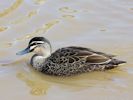 Pacific Black Duck (WWT Slimbridge 06/04/13) ©Nigel Key