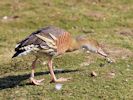 Plumed Whistling Duck (WWT Slimbridge 06/04/13) ©Nigel Key