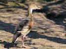 Plumed Whistling Duck (WWT Slimbridge April 2013) - pic by Nigel Key