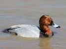 Pochard (WWT Slimbridge 06/04/13) ©Nigel Key