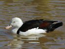 Radjah Shelduck (WWT Slimbridge 06/04/13) ©Nigel Key