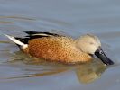 Red Shoveler (WWT Slimbridge 06/04/13) ©Nigel Key