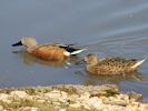 Red Shoveler (WWT Slimbridge 06/04/13) ©Nigel Key