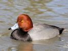 Redhead (WWT Slimbridge April 2013) - pic by Nigel Key