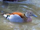 Ringed Teal (WWT Slimbridge April 2013) - pic by Nigel Key
